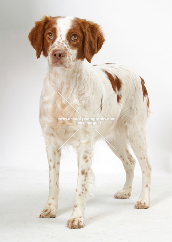 Australian Champion Brittany on white background