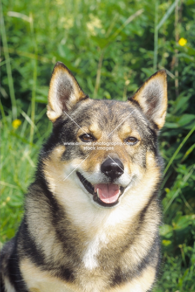 Swedish Vallhund portrait