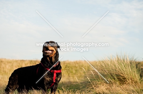 Happy Rottweiler standing majestically in sand dunes