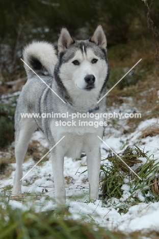 Siberian Husky in snow