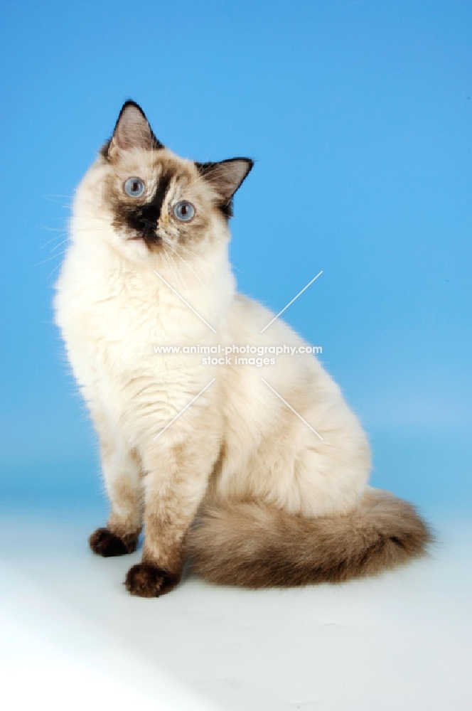 seal tortie ragdoll cat