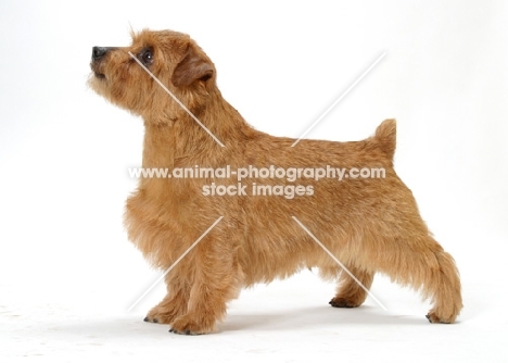 INT.NWY.SWD.DAN.FIN.NOR.Australian Champion Norfolk Terrier, side view