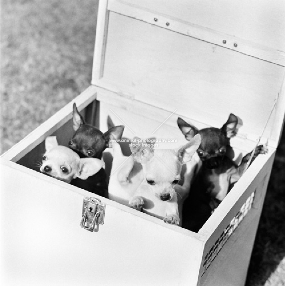 chihuahua puppies sitting in a travelling box