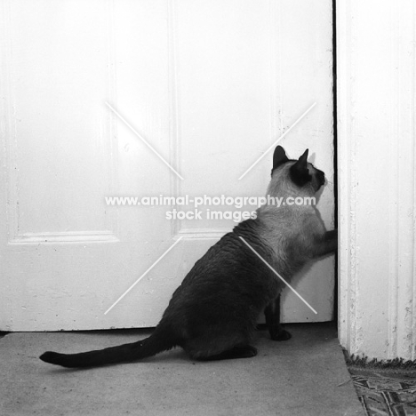 seal point siamese cat pushing open a door