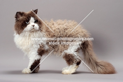 Seal Point & White Selkirk Rex, standing