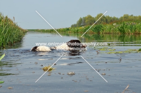 Wetterhound crossing river