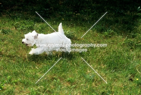 west highland white terrier trotting across lawn