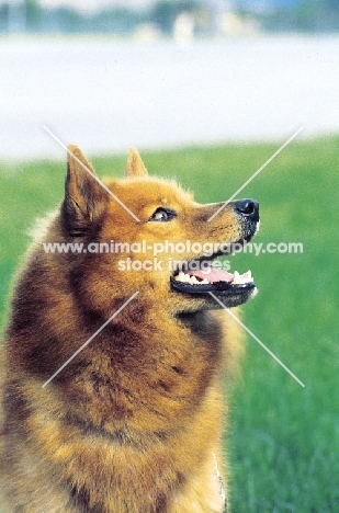 Finnish Spitz looking up