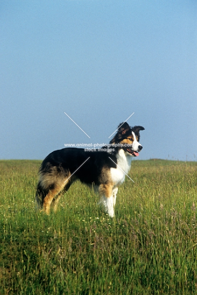 border collie standing on hillside