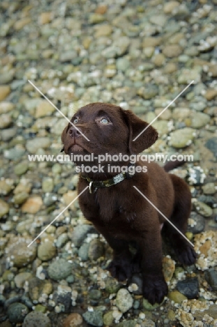 Chocolate Labrador Retriever puppy looking format
