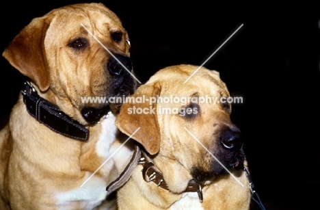 two tosa inu dogs together at a show