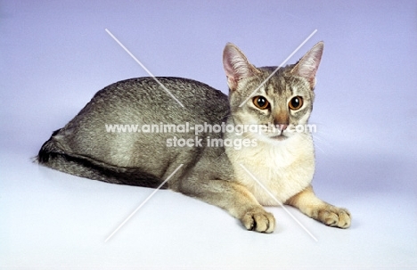 blue silver Abyssinian