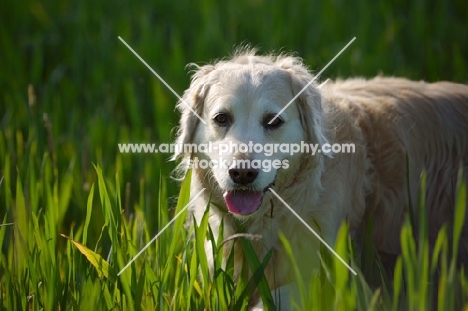 Golden Retriever walking in the tall grass