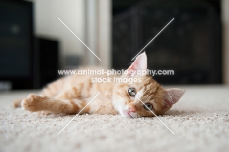 orange tabby kitten lying on side
