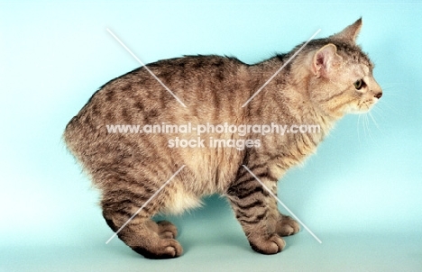 silver spotted Manx cat, side view