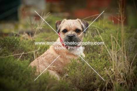 Border Terrier amongst greenery