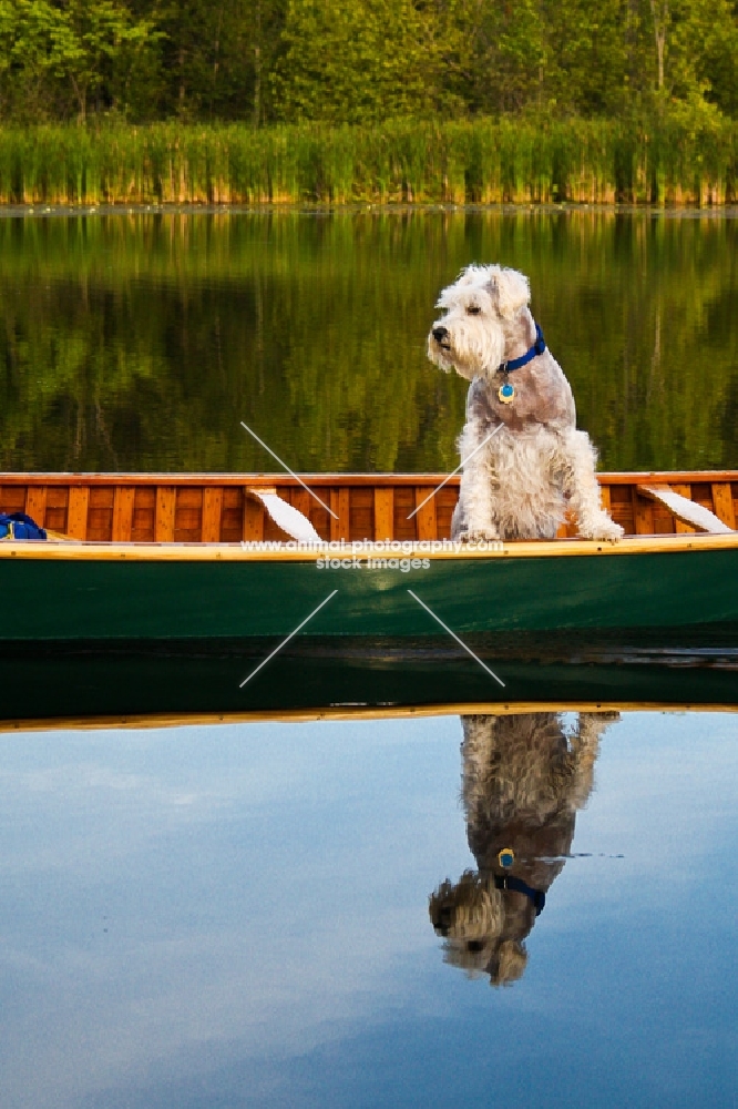 schnauzer riding in canoe