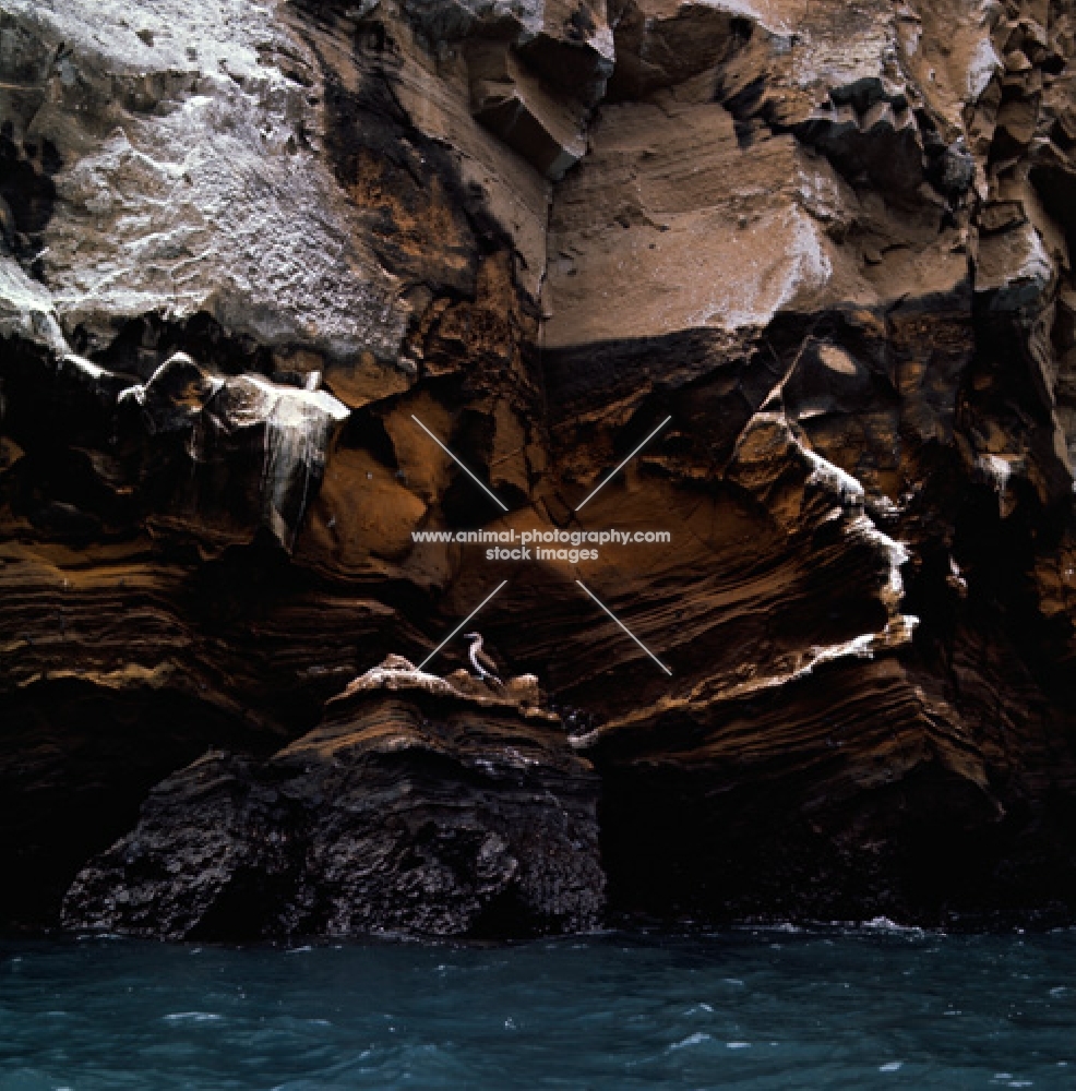 sea birds at roca vincente, galapagos islands