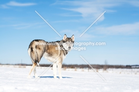 Husky standing in snowy field