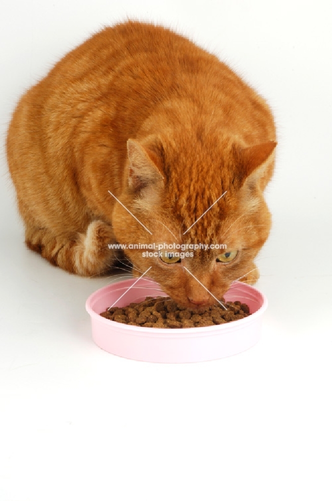 cat smelling a pink dish