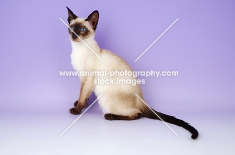young siamese seal point cat on purple background
