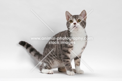 American Wirehair, Blue Mackerel Tabby & White colour, standing