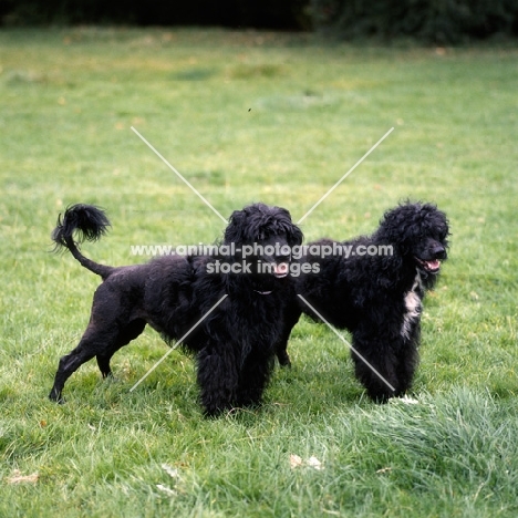two portuguese water dogs standing in grass