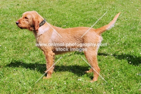 Griffon Fauve de Bretagne, world champion