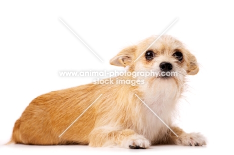 Sand coloured Chihuahua cross Yorkshire Terrier, Chorkie, isolated on a white background