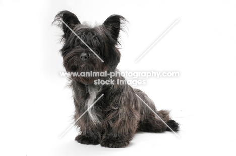 silver Skye Terrier sitting in studio