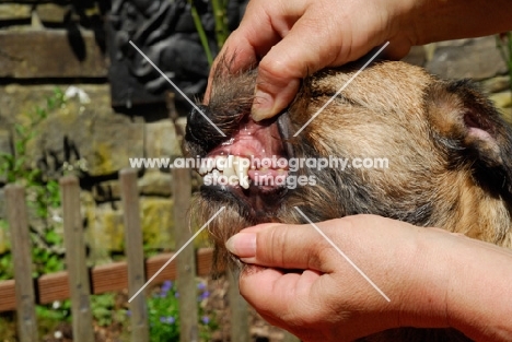 border terrier bite of a young dog