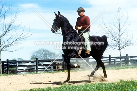 man riding and american saddlebred, 