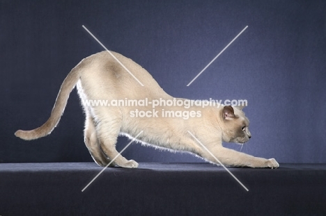 Tonkinese stretching