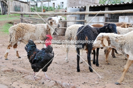 Naked neck with goats