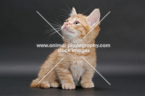 Red Mackerel Tabby Munchkin kitten