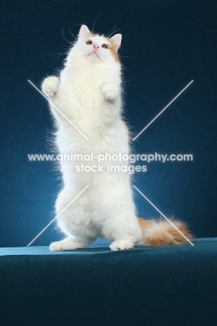 Turkish Van on hind legs