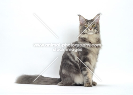 Blue Classic Tabby Maine Coon cat sitting on white background