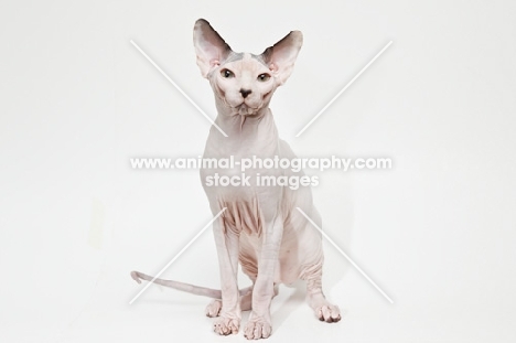 sphynx cat sitting and looking at camera