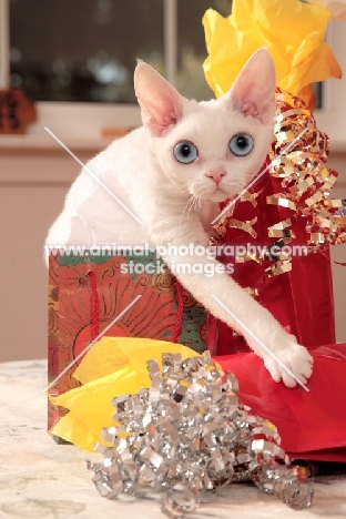 white Devon Rex near presents