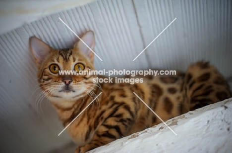 Portrait of a bengal cat