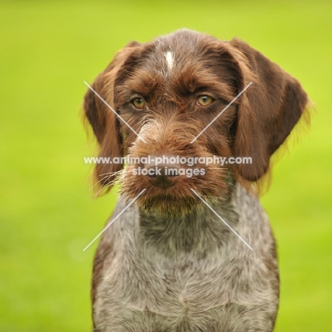 German Pointer portrait