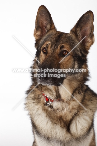 German Shepherd Dog portrait