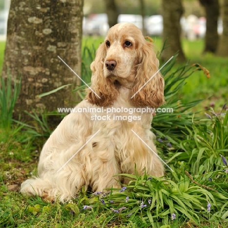 English Cocker Spaniel sitting on grass