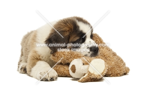 Saint Bernard pup with cuddly toy