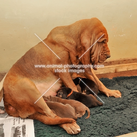 Bloodhound suckling puppies