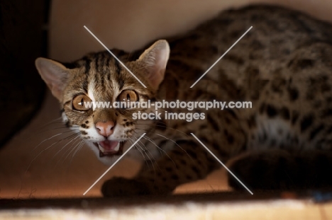 asian leopard cat hissing at camera