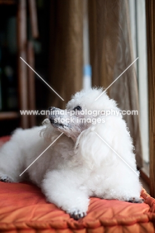 toy poodle in profile