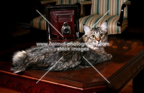 American Bobtail cat reclined on coffee table with antique camera and living room chairs.