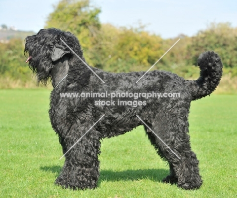 Black Russian Terrier, side view