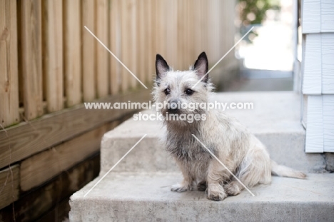 wheaten Cairn terrier sitting on back step at home.